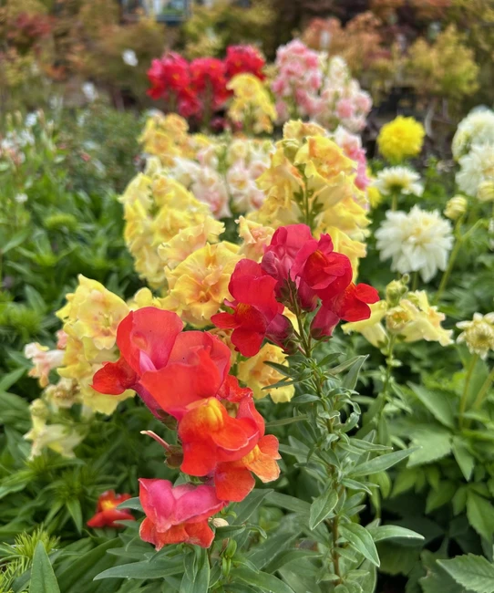 Plant of the Month for July