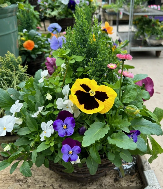 Plant of the Month - Basket & Bedding Plants