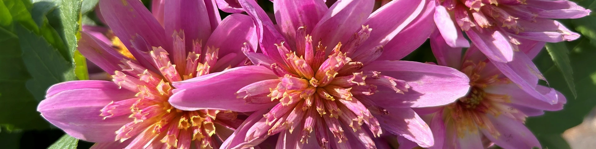 Dazzling Dahlias