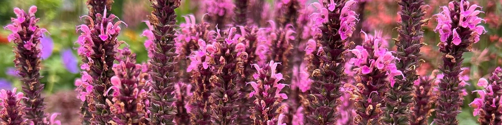 Salvia Sensation