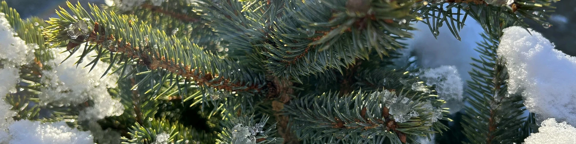 O Christmas Tree, O Christmas Tree