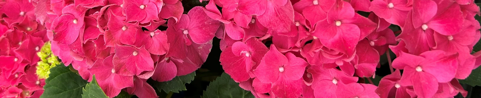 Happiness is Hydrangeas