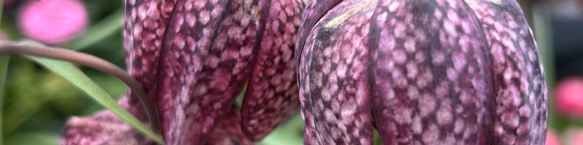 Fantastic Fritillaria