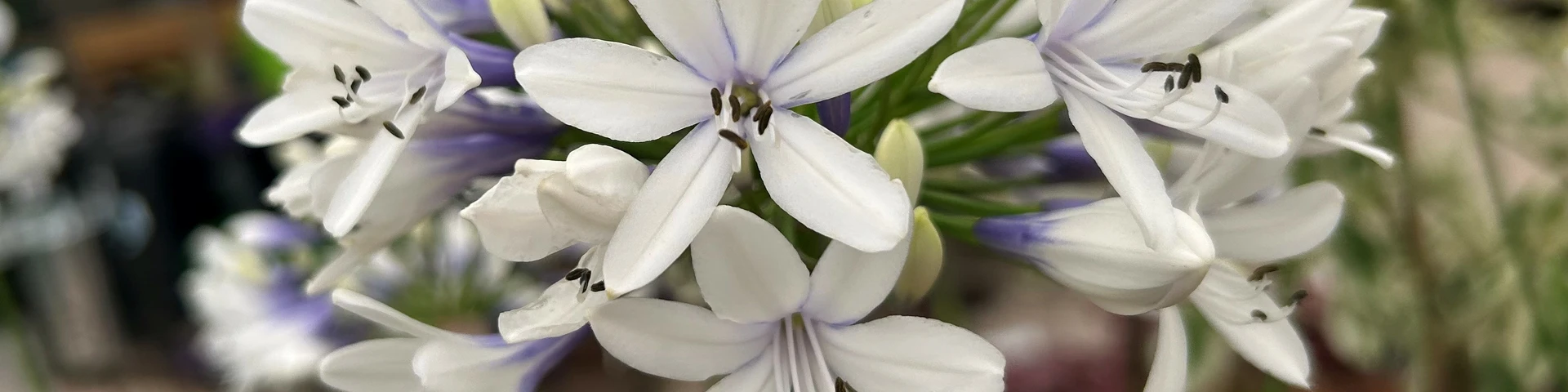 Amazing Agapanthus