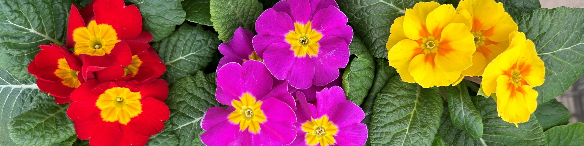 Primroses in bloom...