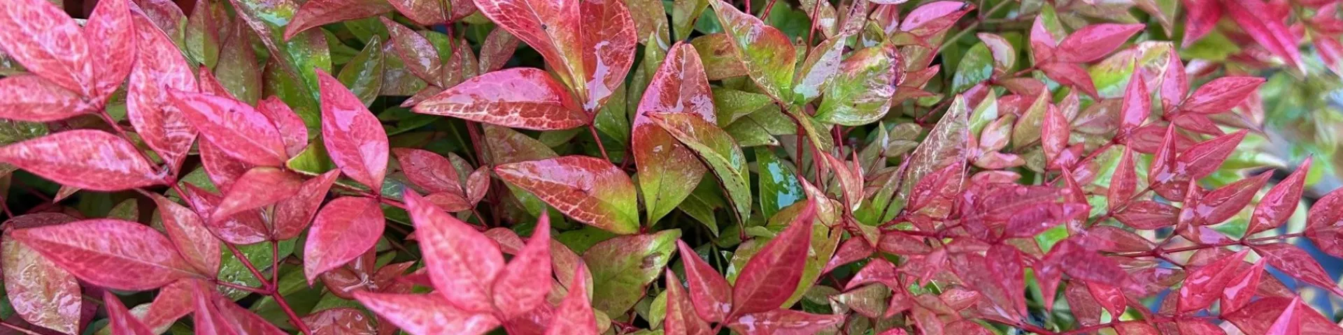 Nandina - Heavenly Bamboo