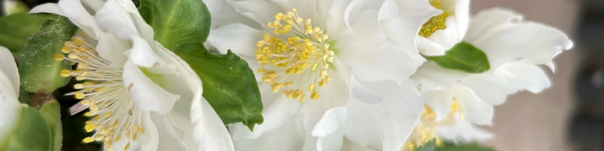 Happiness in Hellebores