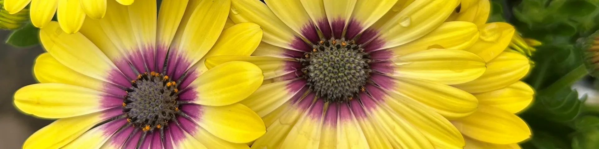 Summer Bedding