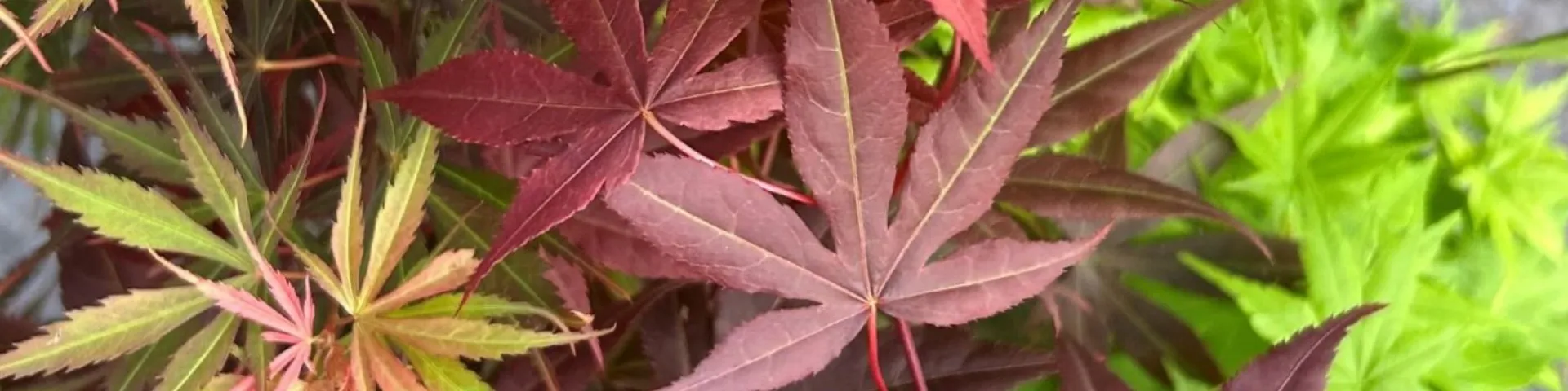 Amazing Acers