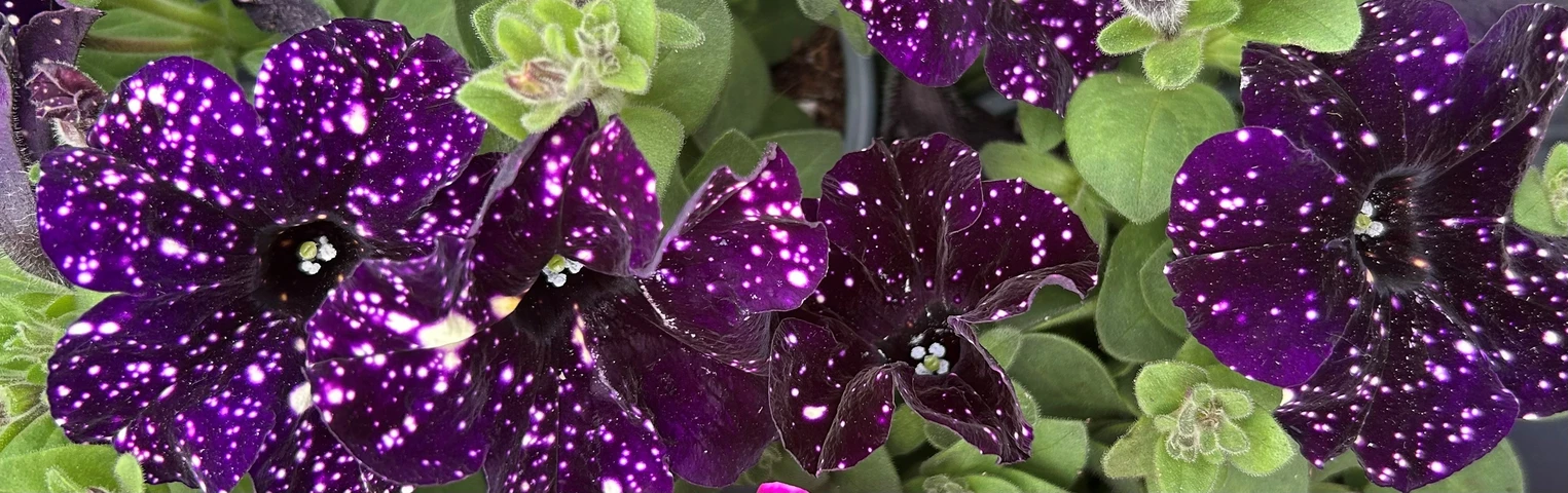 Pretty Petunias