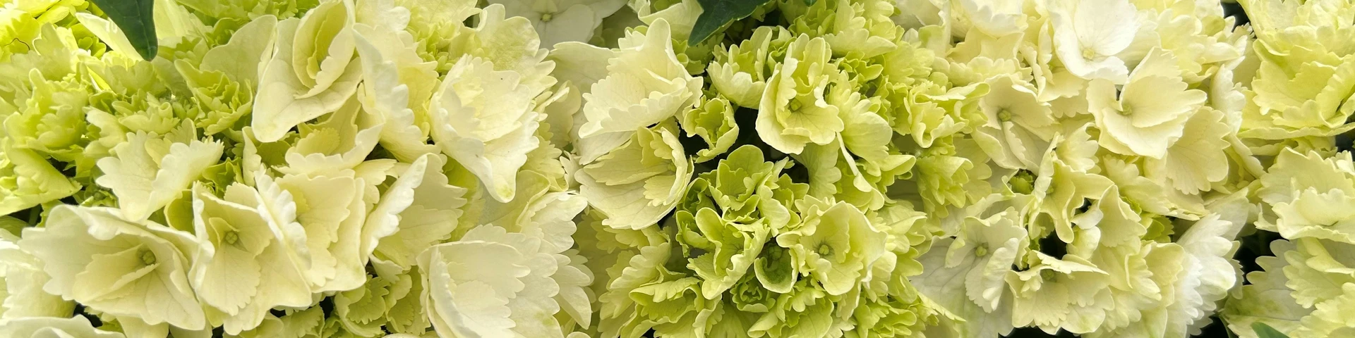 Happiness is Hydrangeas