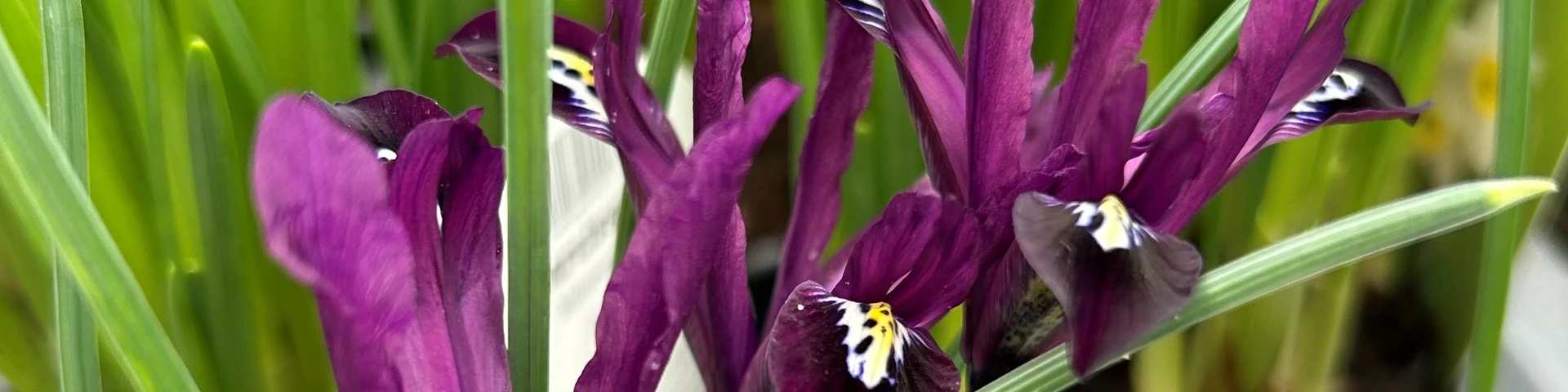 Iris - an easy-to-grow perennial