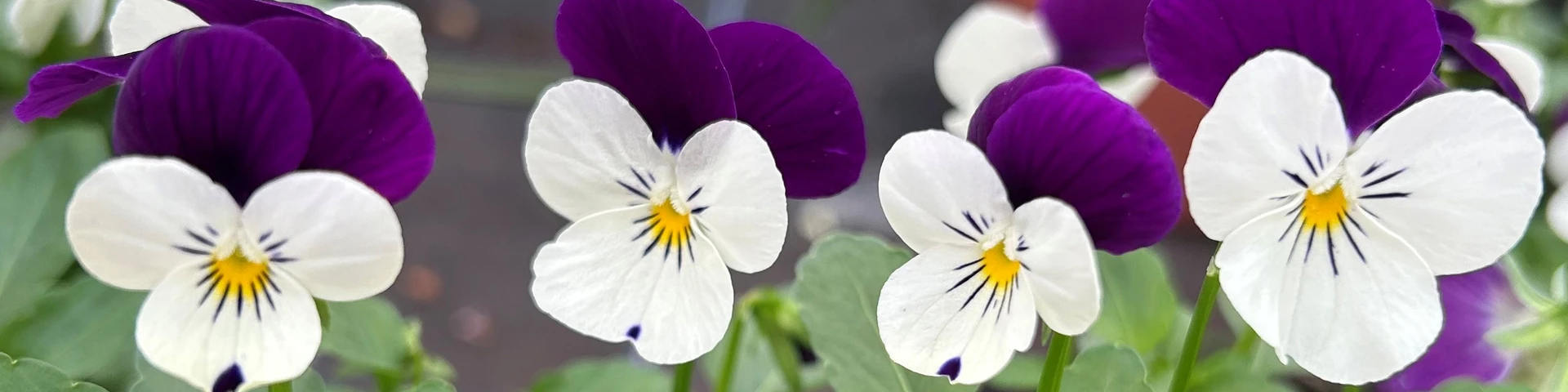 Vibrant Violas