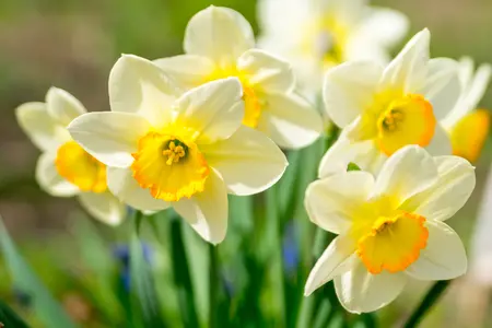 14 gardening tips for March