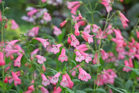 8 great plants for late summer colour
