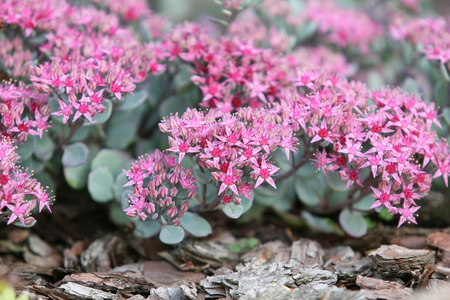 Top 5 plants for groundcover