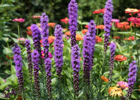 Top summer flowering bulbs and plants