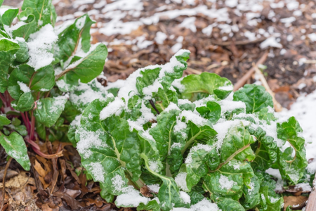 Vegetable gardening in December