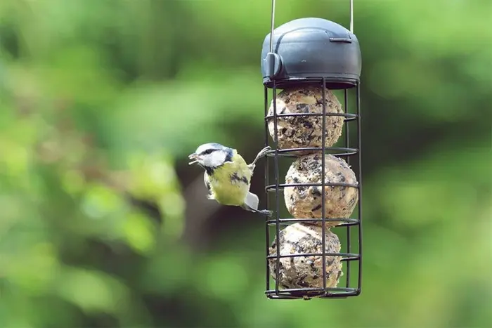 All Offer - Fat Ball 6 Pack - Henry Bell