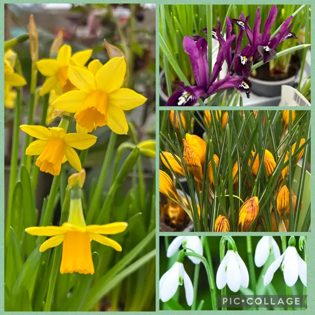 Plant of the Month - Potted Bulbs