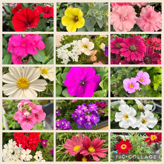 Plant of the Month - Basket & Bedding Plants