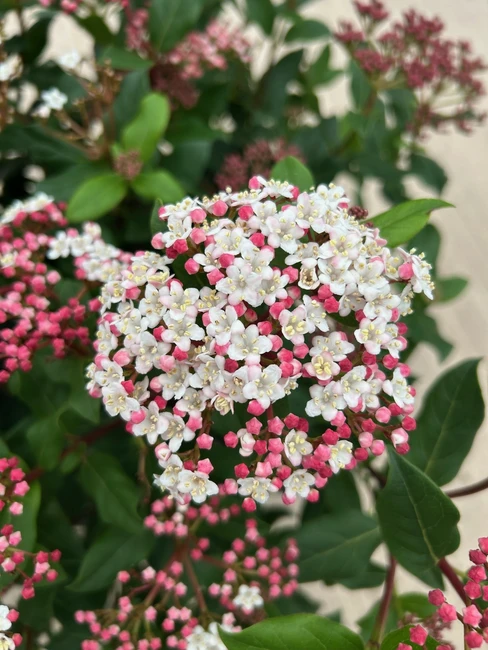 Plant of the Month for November