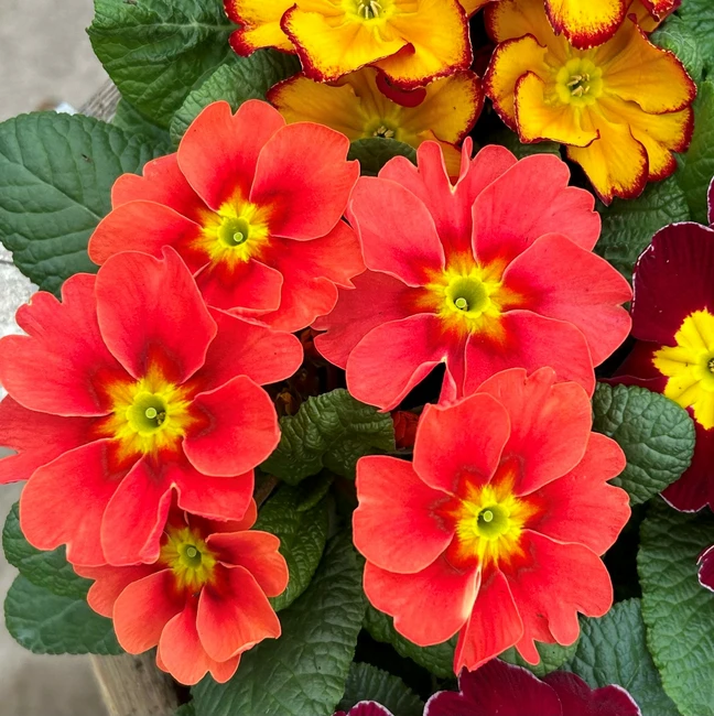 Plant of the Month for March - Primrose