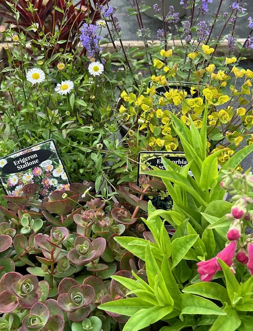 Special Offer on our Herbaceous Collection